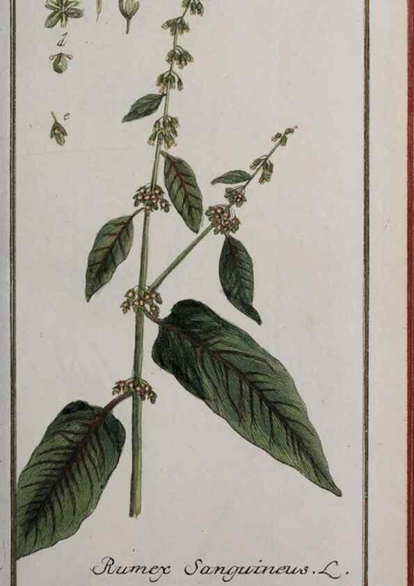 Reproducción/Reproduction 33303917598: Icones plantarum medicinalium.. Nürnberg :auf Kosten der Raspischen Buchhandlung,1779-1790. 