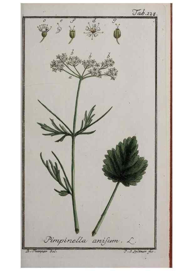 Reproducción/Reproduction 46455673294: Icones plantarum medicinalium.. Nürnberg :auf Kosten der Raspischen Buchhandlung,1779-1790. 