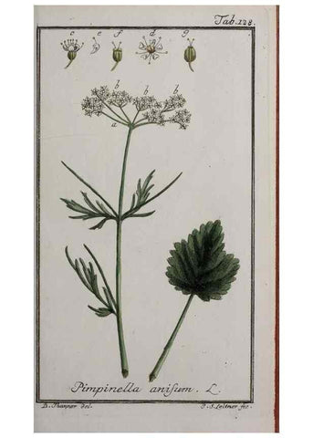 Reproducción/Reproduction 46455673294: Icones plantarum medicinalium.. Nürnberg :auf Kosten der Raspischen Buchhandlung,1779-1790. 