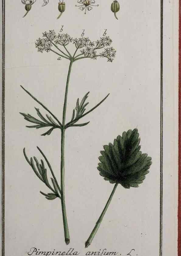 Reproducción/Reproduction 46455673294: Icones plantarum medicinalium.. Nürnberg :auf Kosten der Raspischen Buchhandlung,1779-1790. 