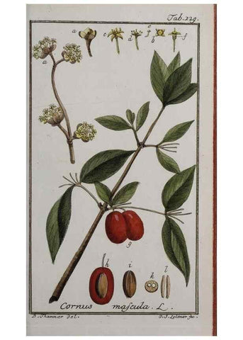 Reproducción/Reproduction 46455674174: Icones plantarum medicinalium.. Nürnberg :auf Kosten der Raspischen Buchhandlung,1779-1790. 