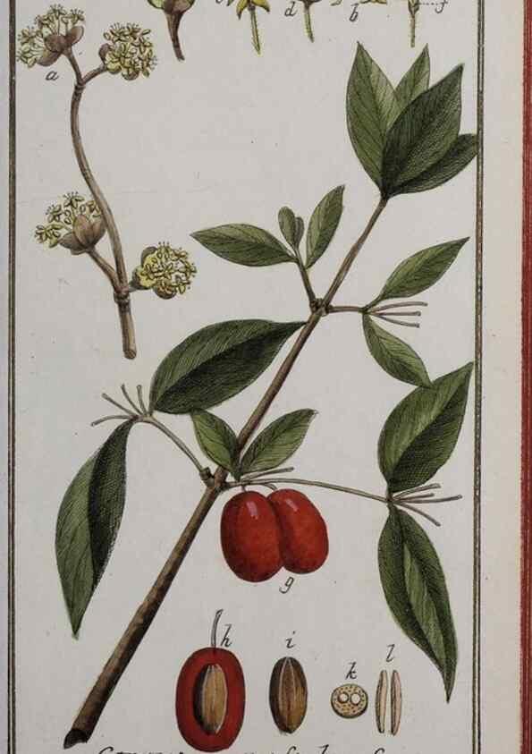 Reproducción/Reproduction 46455674174: Icones plantarum medicinalium.. Nürnberg :auf Kosten der Raspischen Buchhandlung,1779-1790. 
