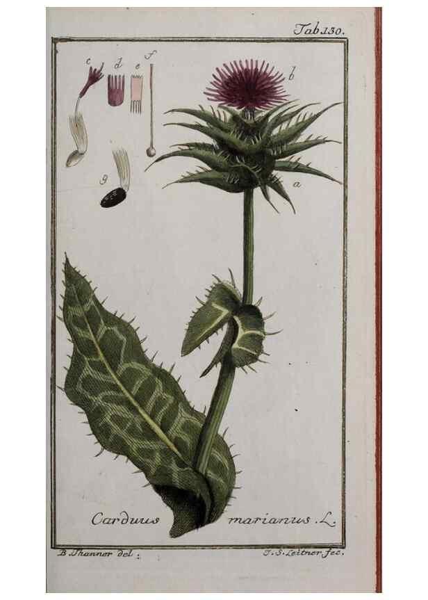Reproducción/Reproduction 46265008865: Icones plantarum medicinalium.. Nürnberg :auf Kosten der Raspischen Buchhandlung,1779-1790. 