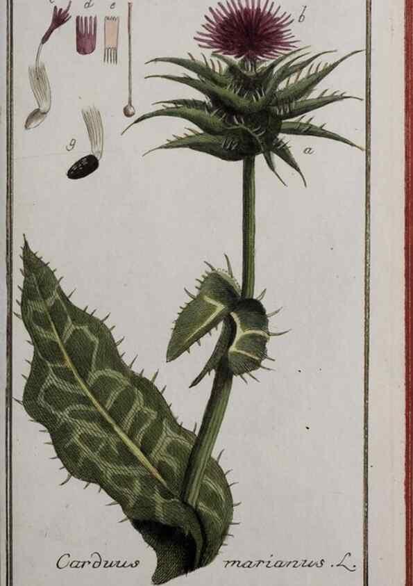 Reproducción/Reproduction 46265008865: Icones plantarum medicinalium.. Nürnberg :auf Kosten der Raspischen Buchhandlung,1779-1790. 