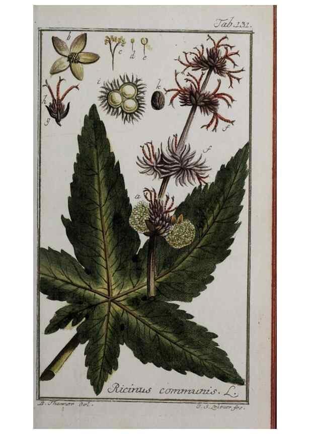 Reproducción/Reproduction 47179180891: Icones plantarum medicinalium.. Nürnberg :auf Kosten der Raspischen Buchhandlung,1779-1790. 