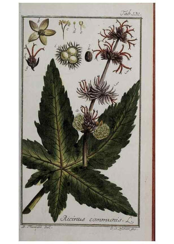Reproducción/Reproduction 47179180891: Icones plantarum medicinalium.. Nürnberg :auf Kosten der Raspischen Buchhandlung,1779-1790. 