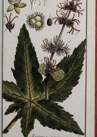 Reproducción/Reproduction 47179180891: Icones plantarum medicinalium.. Nürnberg :auf Kosten der Raspischen Buchhandlung,1779-1790. 