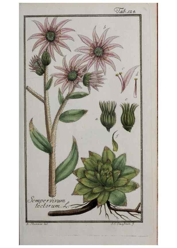 Reproducción/Reproduction 33303914048: Icones plantarum medicinalium.. Nürnberg :auf Kosten der Raspischen Buchhandlung,1779-1790. 