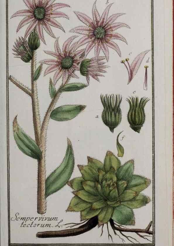 Reproducción/Reproduction 33303914048: Icones plantarum medicinalium.. Nürnberg :auf Kosten der Raspischen Buchhandlung,1779-1790. 