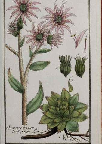 Reproducción/Reproduction 33303914048: Icones plantarum medicinalium.. Nürnberg :auf Kosten der Raspischen Buchhandlung,1779-1790. 