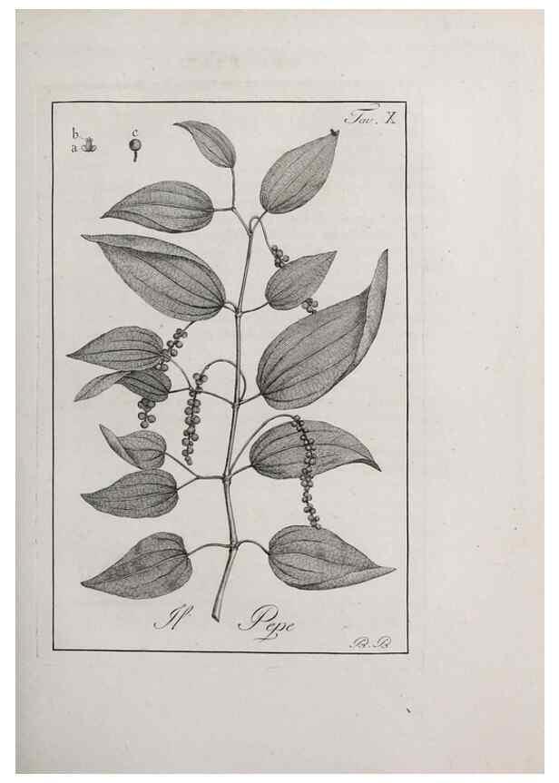 Reproducción/Reproduction 40317193193: Storia delle piante forastiere le più importanti nell'uso medico, od economico /. Milano :Nella stamperia di Giuseppe Marelli,1791-1794.. 