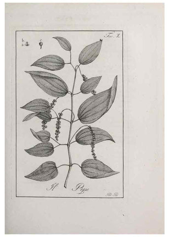 Reproducción/Reproduction 40317193193: Storia delle piante forastiere le più importanti nell'uso medico, od economico /. Milano :Nella stamperia di Giuseppe Marelli,1791-1794.. 