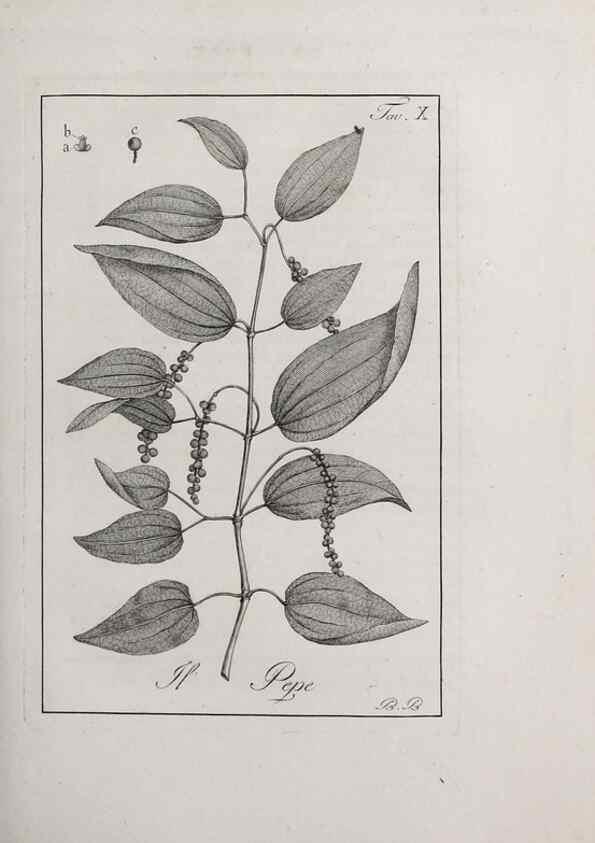 Reproducción/Reproduction 40317193193: Storia delle piante forastiere le più importanti nell'uso medico, od economico /. Milano :Nella stamperia di Giuseppe Marelli,1791-1794.. 