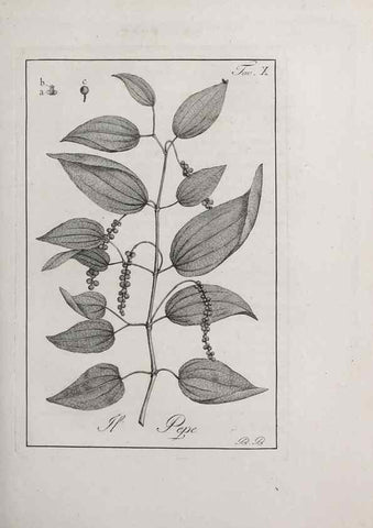 Reproducción/Reproduction 40317193193: Storia delle piante forastiere le più importanti nell'uso medico, od economico /. Milano :Nella stamperia di Giuseppe Marelli,1791-1794.. 