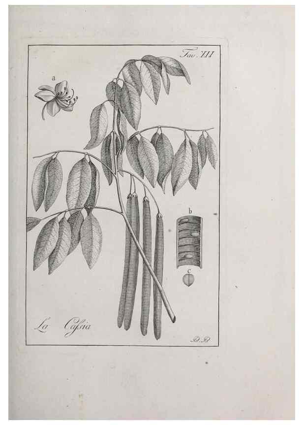 Reproducción/Reproduction 40317194413: Storia delle piante forastiere le più importanti nell'uso medico, od economico /. Milano :Nella stamperia di Giuseppe Marelli,1791-1794.. 