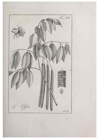 Reproducción/Reproduction 40317194413: Storia delle piante forastiere le più importanti nell'uso medico, od economico /. Milano :Nella stamperia di Giuseppe Marelli,1791-1794.. 