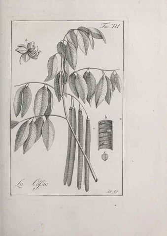 Reproducción/Reproduction 40317194413: Storia delle piante forastiere le più importanti nell'uso medico, od economico /. Milano :Nella stamperia di Giuseppe Marelli,1791-1794.. 