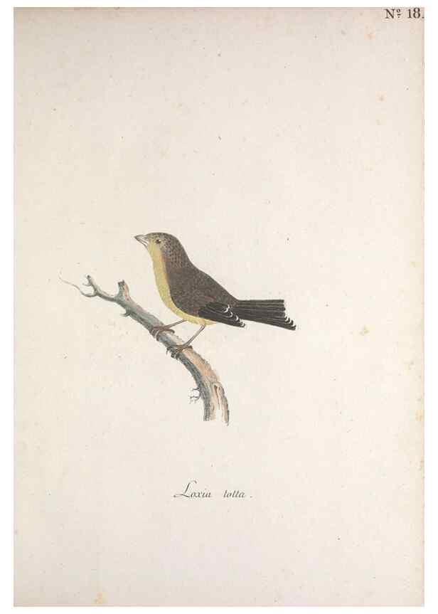 Reproducción/Reproduction 32644918957: Museum Carlsonianum, in quo novas et selectas aves, coloribus ad vivum brevique descriptione illustratas, suasu et sumtibus generosissimi possessoris /. Holmiae :Ex Typographia Regia,1786-1789.. 