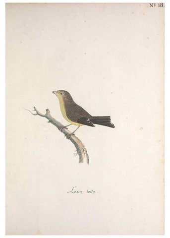 Reproducción/Reproduction 32644918957: Museum Carlsonianum, in quo novas et selectas aves, coloribus ad vivum brevique descriptione illustratas, suasu et sumtibus generosissimi possessoris /. Holmiae :Ex Typographia Regia,1786-1789.. 