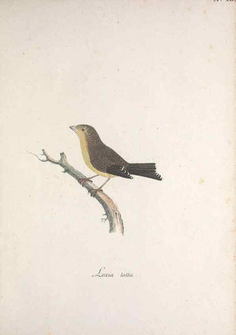 Reproducción/Reproduction 32644918957: Museum Carlsonianum, in quo novas et selectas aves, coloribus ad vivum brevique descriptione illustratas, suasu et sumtibus generosissimi possessoris /. Holmiae :Ex Typographia Regia,1786-1789.. 