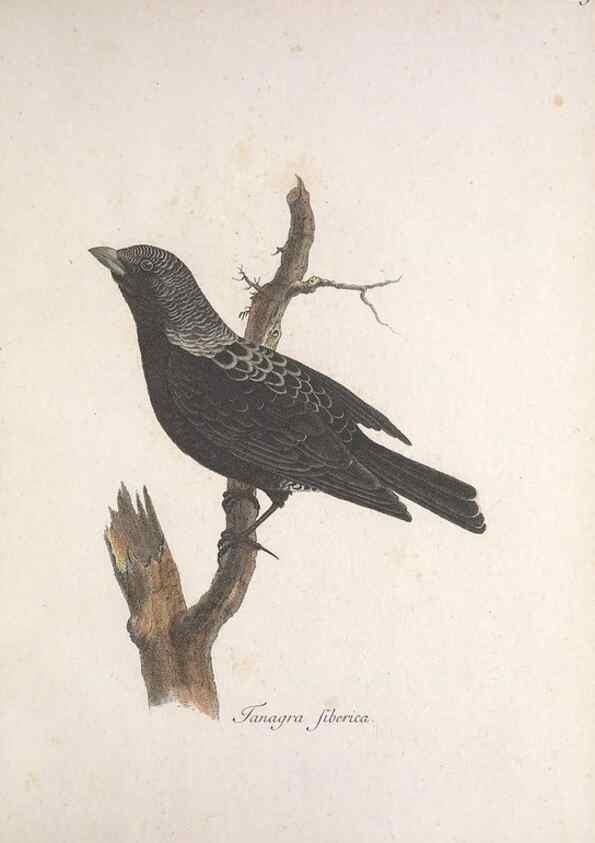 Reproducción/Reproduction 46863486064: Museum Carlsonianum, in quo novas et selectas aves, coloribus ad vivum brevique descriptione illustratas, suasu et sumtibus generosissimi possessoris /. Holmiae :Ex Typographia Regia,1786-1789.. 