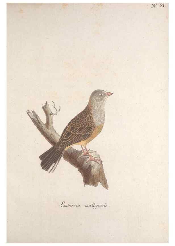Reproducción/Reproduction 46863486594: Museum Carlsonianum, in quo novas et selectas aves, coloribus ad vivum brevique descriptione illustratas, suasu et sumtibus generosissimi possessoris /. Holmiae :Ex Typographia Regia,1786-1789.. 