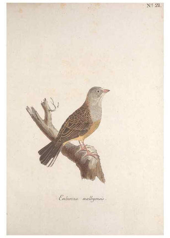 Reproducción/Reproduction 46863486594: Museum Carlsonianum, in quo novas et selectas aves, coloribus ad vivum brevique descriptione illustratas, suasu et sumtibus generosissimi possessoris /. Holmiae :Ex Typographia Regia,1786-1789.. 