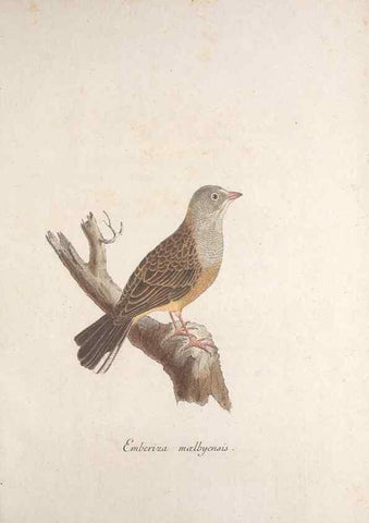 Reproducción/Reproduction 46863486594: Museum Carlsonianum, in quo novas et selectas aves, coloribus ad vivum brevique descriptione illustratas, suasu et sumtibus generosissimi possessoris /. Holmiae :Ex Typographia Regia,1786-1789.. 