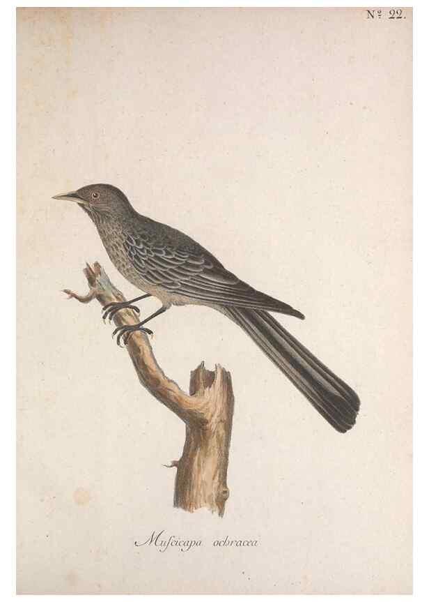 Reproducción/Reproduction 47534444482: Museum Carlsonianum, in quo novas et selectas aves, coloribus ad vivum brevique descriptione illustratas, suasu et sumtibus generosissimi possessoris /. Holmiae :Ex Typographia Regia,1786-1789.. 