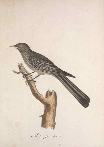 Reproducción/Reproduction 47534444482: Museum Carlsonianum, in quo novas et selectas aves, coloribus ad vivum brevique descriptione illustratas, suasu et sumtibus generosissimi possessoris /. Holmiae :Ex Typographia Regia,1786-1789.. 