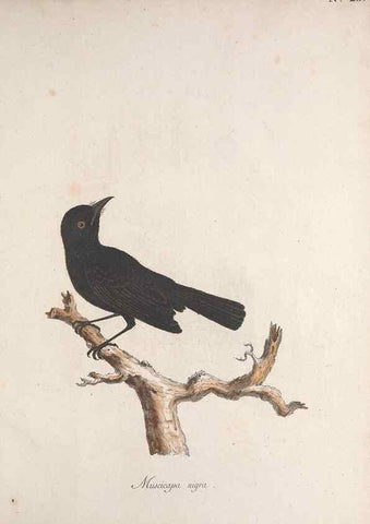 Reproducción/Reproduction 33710490958: Museum Carlsonianum, in quo novas et selectas aves, coloribus ad vivum brevique descriptione illustratas, suasu et sumtibus generosissimi possessoris /. Holmiae :Ex Typographia Regia,1786-1789.. 
