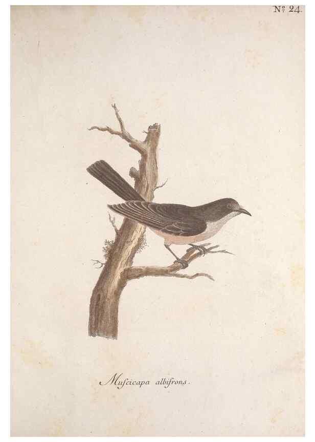 Reproducción/Reproduction 33710491638: Museum Carlsonianum, in quo novas et selectas aves, coloribus ad vivum brevique descriptione illustratas, suasu et sumtibus generosissimi possessoris /. Holmiae :Ex Typographia Regia,1786-1789.. 