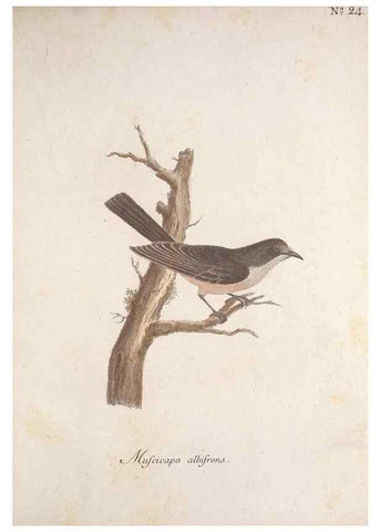 Reproducción/Reproduction 33710491638: Museum Carlsonianum, in quo novas et selectas aves, coloribus ad vivum brevique descriptione illustratas, suasu et sumtibus generosissimi possessoris /. Holmiae :Ex Typographia Regia,1786-1789.. 