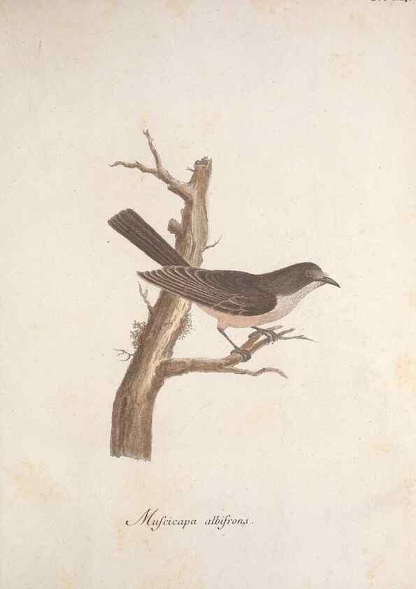 Reproducción/Reproduction 33710491638: Museum Carlsonianum, in quo novas et selectas aves, coloribus ad vivum brevique descriptione illustratas, suasu et sumtibus generosissimi possessoris /. Holmiae :Ex Typographia Regia,1786-1789.. 