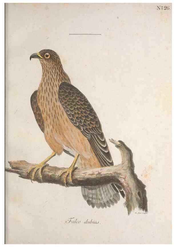 Reproducción/Reproduction 47534613102: Museum Carlsonianum, in quo novas et selectas aves, coloribus ad vivum brevique descriptione illustratas, suasu et sumtibus generosissimi possessoris /. Holmiae :Ex Typographia Regia,1786-1789.. 