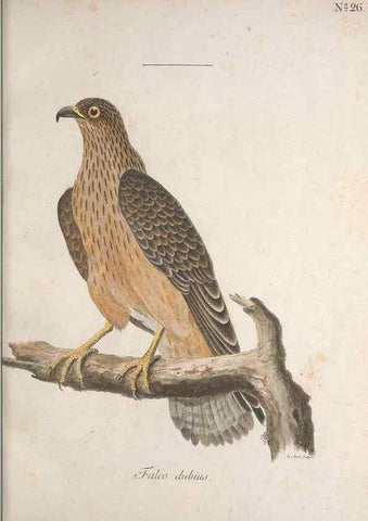 Reproducción/Reproduction 47534613102: Museum Carlsonianum, in quo novas et selectas aves, coloribus ad vivum brevique descriptione illustratas, suasu et sumtibus generosissimi possessoris /. Holmiae :Ex Typographia Regia,1786-1789.. 