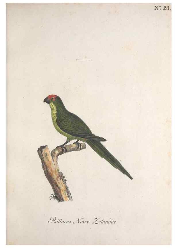 Reproducción/Reproduction 40621548113: Museum Carlsonianum, in quo novas et selectas aves, coloribus ad vivum brevique descriptione illustratas, suasu et sumtibus generosissimi possessoris /. Holmiae :Ex Typographia Regia,1786-1789.. 
