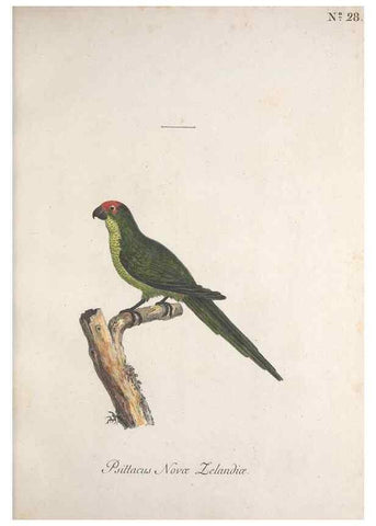 Reproducción/Reproduction 40621548113: Museum Carlsonianum, in quo novas et selectas aves, coloribus ad vivum brevique descriptione illustratas, suasu et sumtibus generosissimi possessoris /. Holmiae :Ex Typographia Regia,1786-1789.. 
