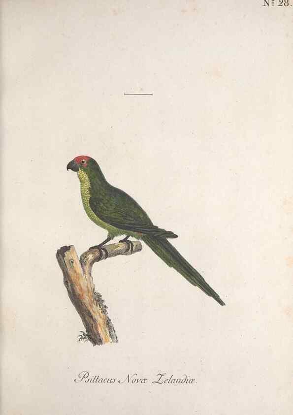 Reproducción/Reproduction 40621548113: Museum Carlsonianum, in quo novas et selectas aves, coloribus ad vivum brevique descriptione illustratas, suasu et sumtibus generosissimi possessoris /. Holmiae :Ex Typographia Regia,1786-1789.. 