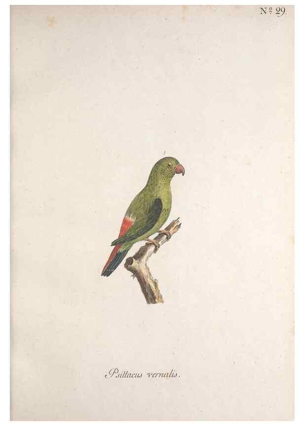 Reproducción/Reproduction 46672127645: Museum Carlsonianum, in quo novas et selectas aves, coloribus ad vivum brevique descriptione illustratas, suasu et sumtibus generosissimi possessoris /. Holmiae :Ex Typographia Regia,1786-1789.. 