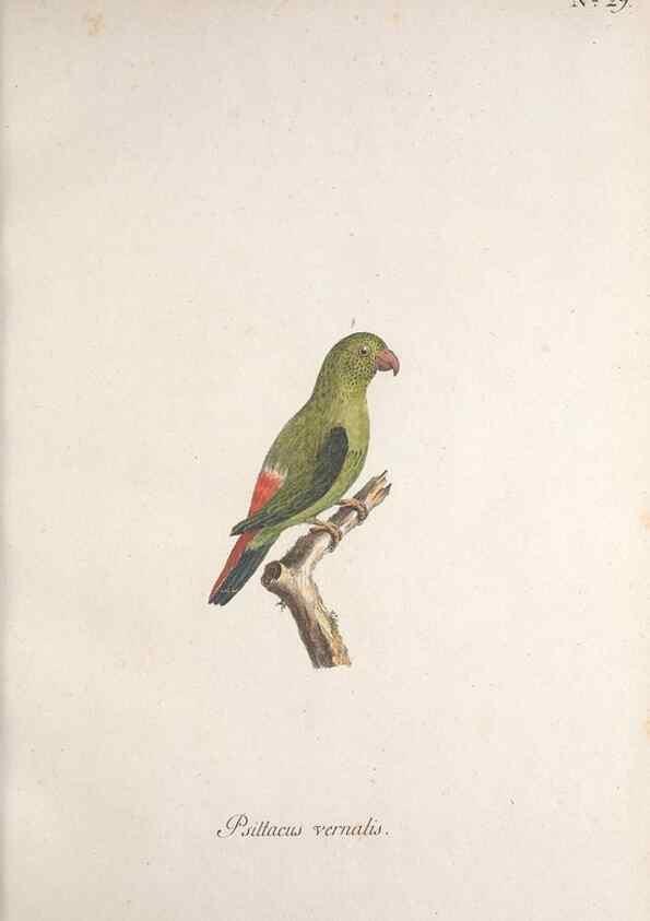 Reproducción/Reproduction 46672127645: Museum Carlsonianum, in quo novas et selectas aves, coloribus ad vivum brevique descriptione illustratas, suasu et sumtibus generosissimi possessoris /. Holmiae :Ex Typographia Regia,1786-1789.. 