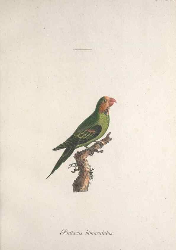 Reproducción/Reproduction 40621549133: Museum Carlsonianum, in quo novas et selectas aves, coloribus ad vivum brevique descriptione illustratas, suasu et sumtibus generosissimi possessoris /. Holmiae :Ex Typographia Regia,1786-1789.. 
