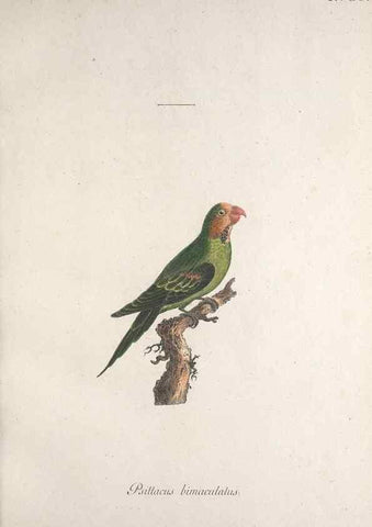 Reproducción/Reproduction 40621549133: Museum Carlsonianum, in quo novas et selectas aves, coloribus ad vivum brevique descriptione illustratas, suasu et sumtibus generosissimi possessoris /. Holmiae :Ex Typographia Regia,1786-1789.. 
