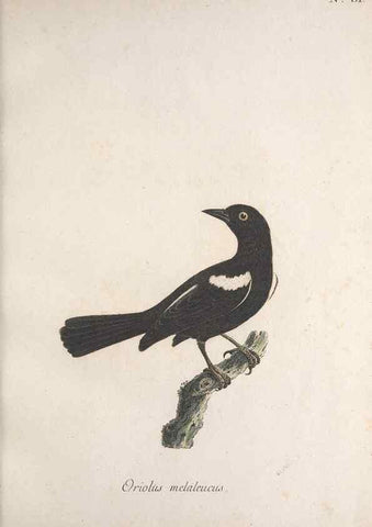 Reproducción/Reproduction 40621549873: Museum Carlsonianum, in quo novas et selectas aves, coloribus ad vivum brevique descriptione illustratas, suasu et sumtibus generosissimi possessoris /. Holmiae :Ex Typographia Regia,1786-1789.. 