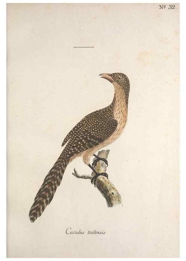 Reproducción/Reproduction 40621550733: Museum Carlsonianum, in quo novas et selectas aves, coloribus ad vivum brevique descriptione illustratas, suasu et sumtibus generosissimi possessoris /. Holmiae :Ex Typographia Regia,1786-1789.. 