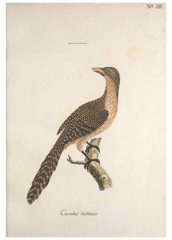 Reproducción/Reproduction 40621550733: Museum Carlsonianum, in quo novas et selectas aves, coloribus ad vivum brevique descriptione illustratas, suasu et sumtibus generosissimi possessoris /. Holmiae :Ex Typographia Regia,1786-1789.. 