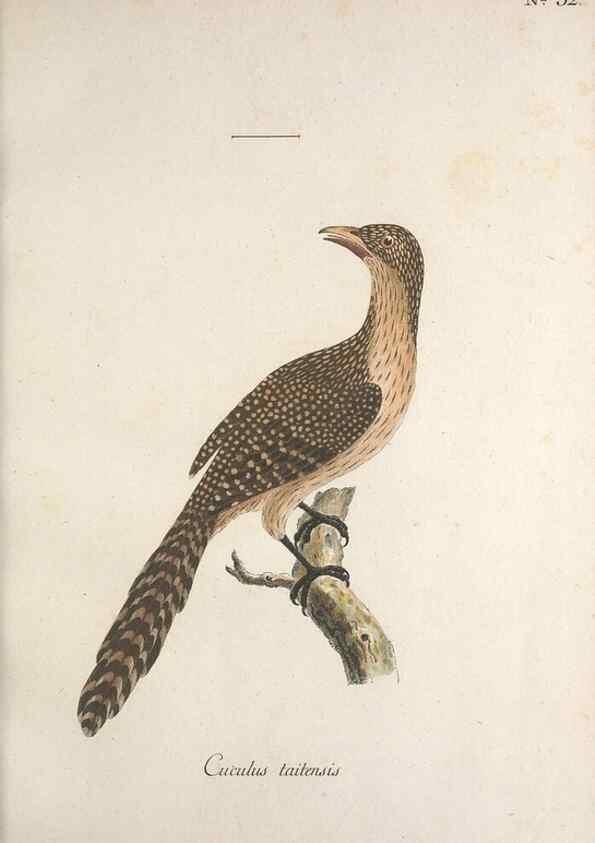 Reproducción/Reproduction 40621550733: Museum Carlsonianum, in quo novas et selectas aves, coloribus ad vivum brevique descriptione illustratas, suasu et sumtibus generosissimi possessoris /. Holmiae :Ex Typographia Regia,1786-1789.. 