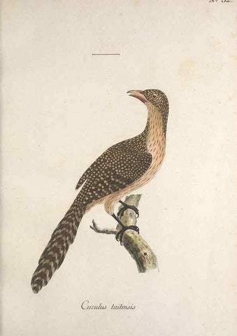 Reproducción/Reproduction 40621550733: Museum Carlsonianum, in quo novas et selectas aves, coloribus ad vivum brevique descriptione illustratas, suasu et sumtibus generosissimi possessoris /. Holmiae :Ex Typographia Regia,1786-1789.. 