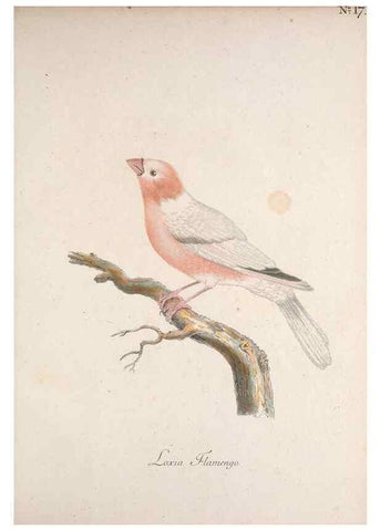 Reproducción/Reproduction 40621386043: Museum Carlsonianum, in quo novas et selectas aves, coloribus ad vivum brevique descriptione illustratas, suasu et sumtibus generosissimi possessoris /. Holmiae :Ex Typographia Regia,1786-1789.. 