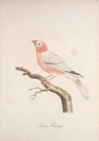 Reproducción/Reproduction 40621386043: Museum Carlsonianum, in quo novas et selectas aves, coloribus ad vivum brevique descriptione illustratas, suasu et sumtibus generosissimi possessoris /. Holmiae :Ex Typographia Regia,1786-1789.. 